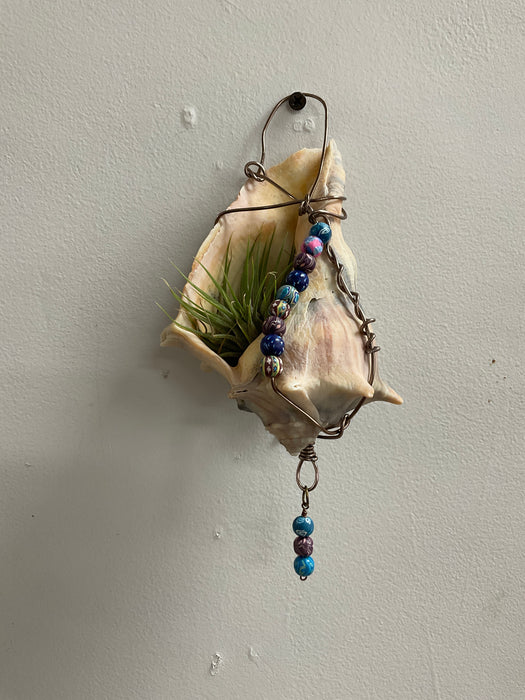 Hanging whelk shell decorated