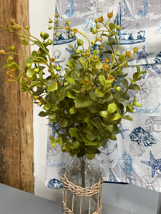Eucalyptus plant