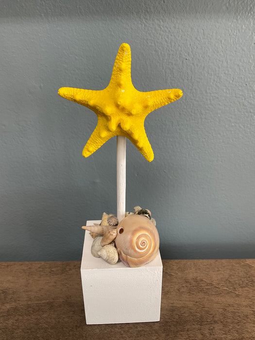 Knobby Starfish on Block