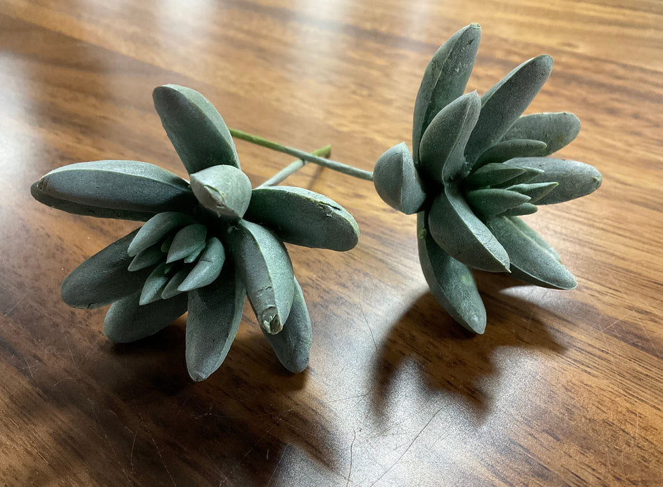 Assorted faux succulents-Light Green