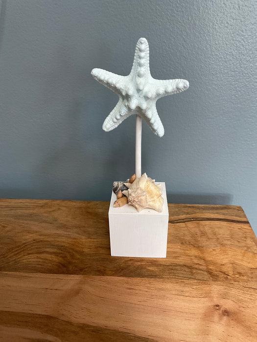 Knobby Starfish on Block