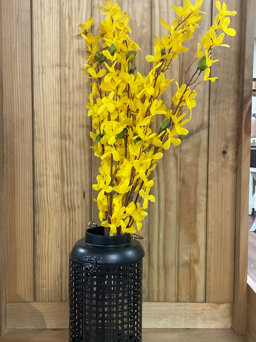Forsythia