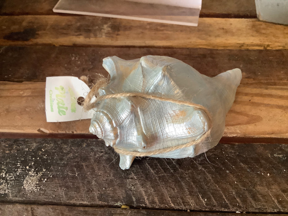 Painted small whelk shell