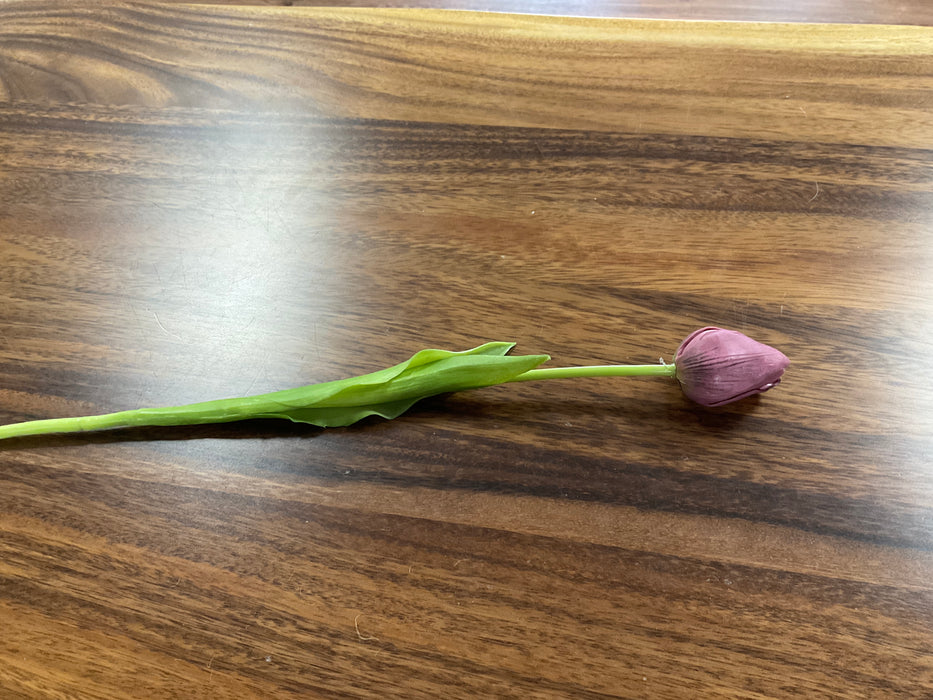 Tulip flower stem, purple