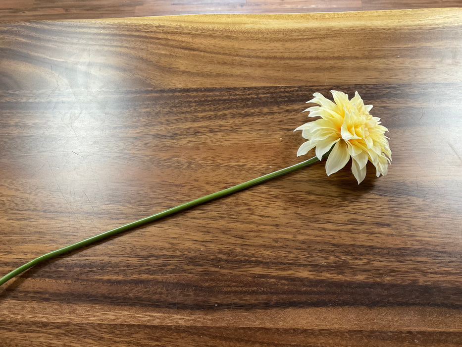 Yellow dahlia bloom
