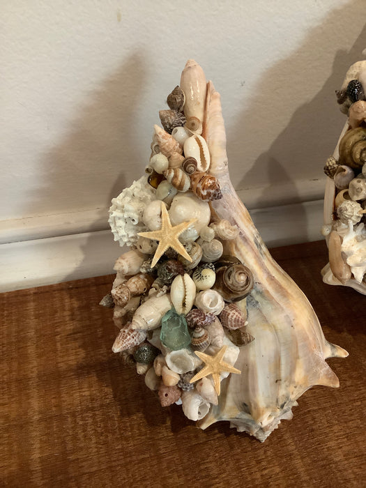 Whelk shell with baby shells