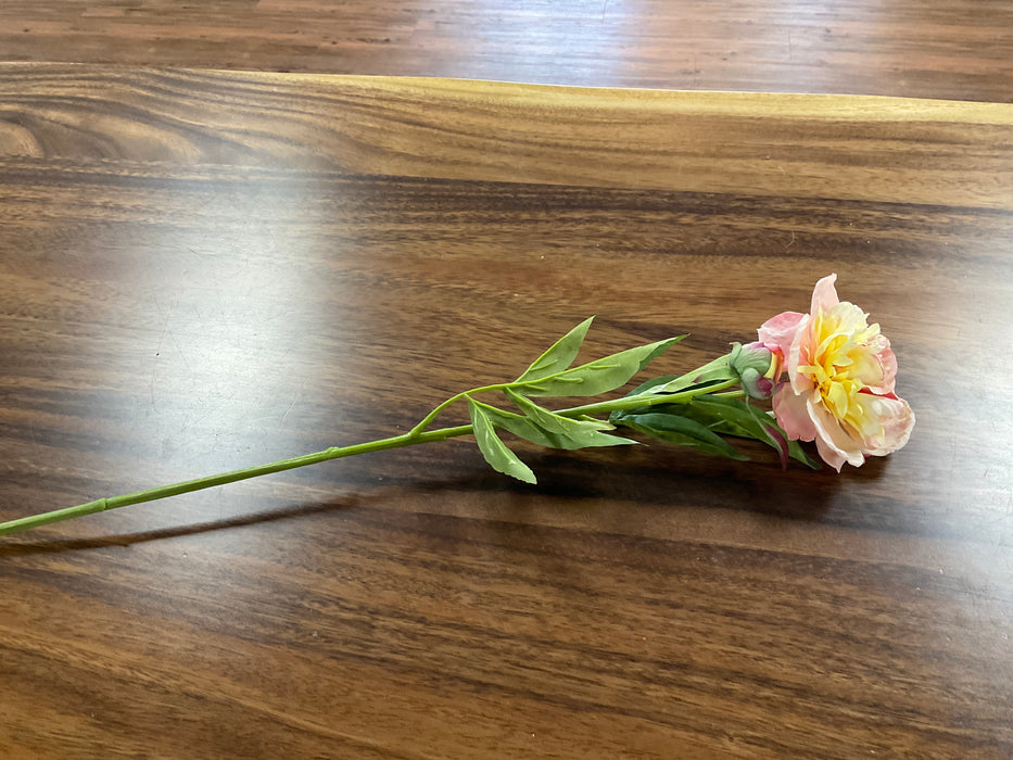 Soft Apricot Pink Peony