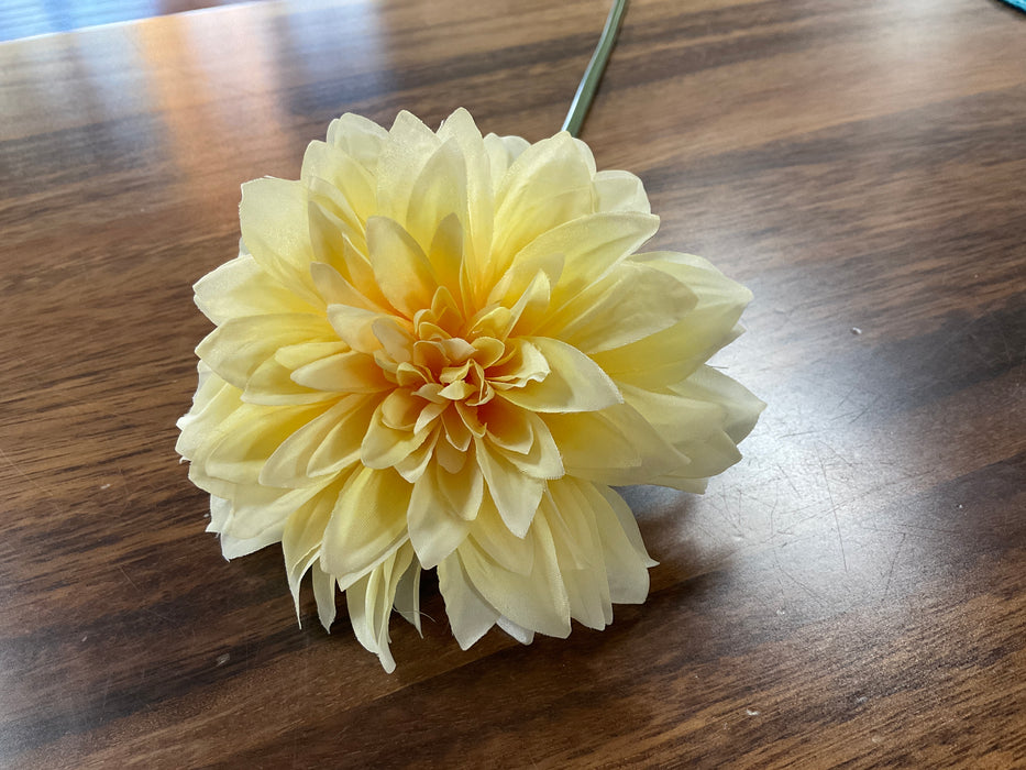 Yellow dahlia bloom