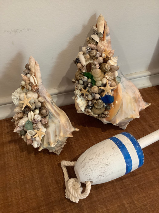 Whelk shell with baby shells