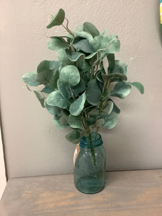 Silver dollar eucalyptus bush