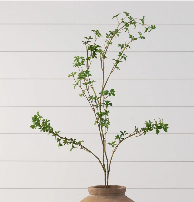 Branch - Blooming Enkianthus