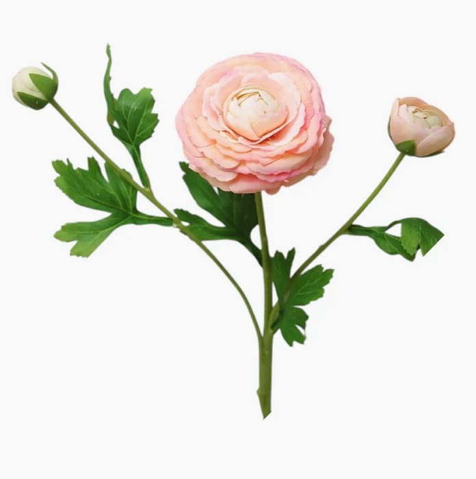 Ranunculus - coral peach