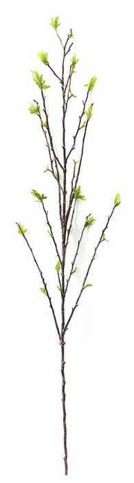 Budding willow branch
