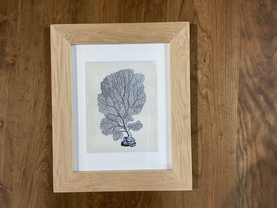 Framed Nautilus Prints - White Oak