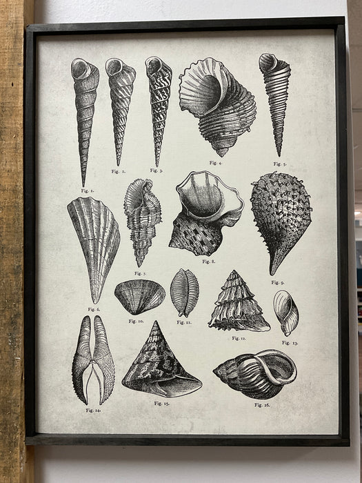 Seashell print framed