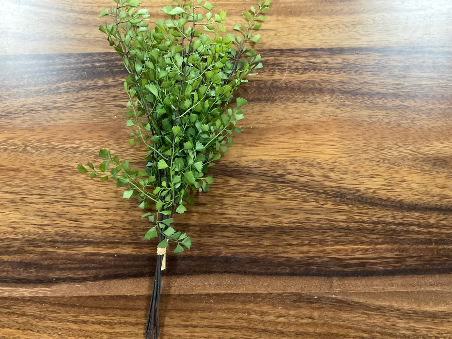 Maidenhair Fern Stems