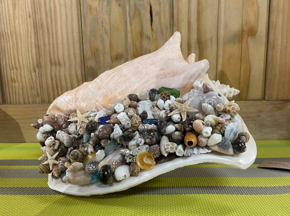 Conch shell full of small shells