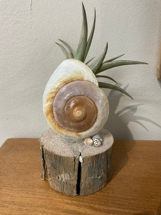 Snail shell - air plant holder