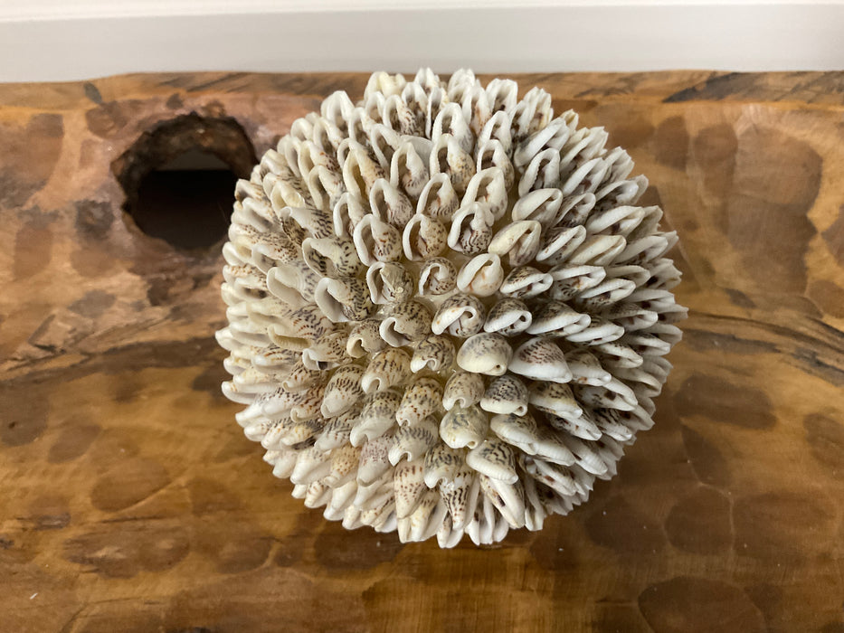 Sea Shell orbs