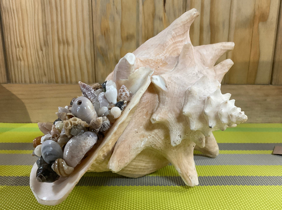 Conch shell full of small shells