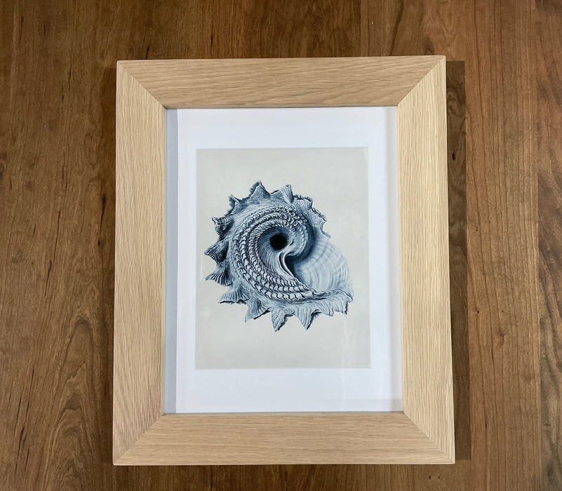 Framed Nautilus Prints - White Oak