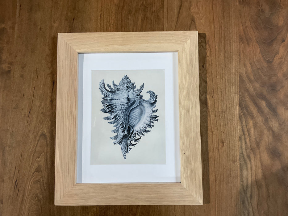 Framed Nautilus Prints - White Oak