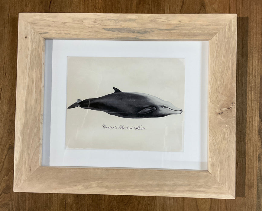 Framed Whale Prints - Red Oak