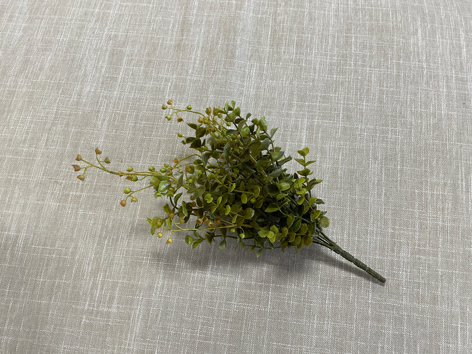 Eucalyptus plant