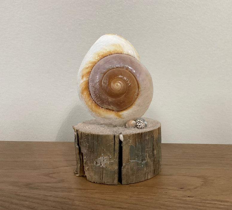 Snail shell - air plant holder