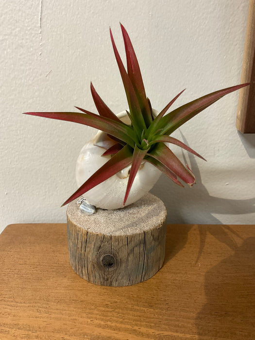 Snail shell - air plant holder