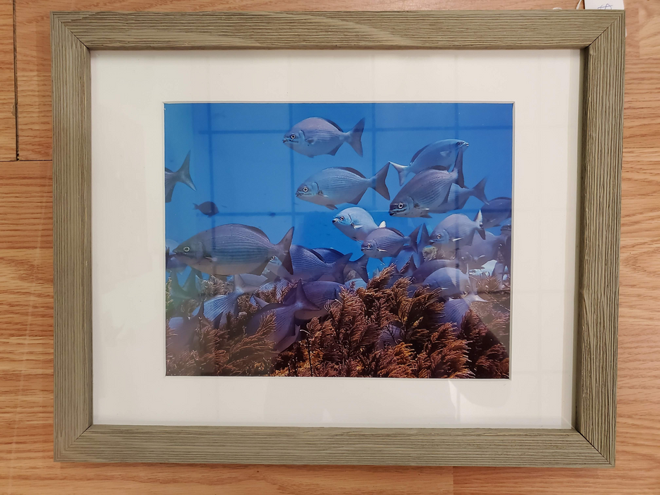School of fish picture - Framed
