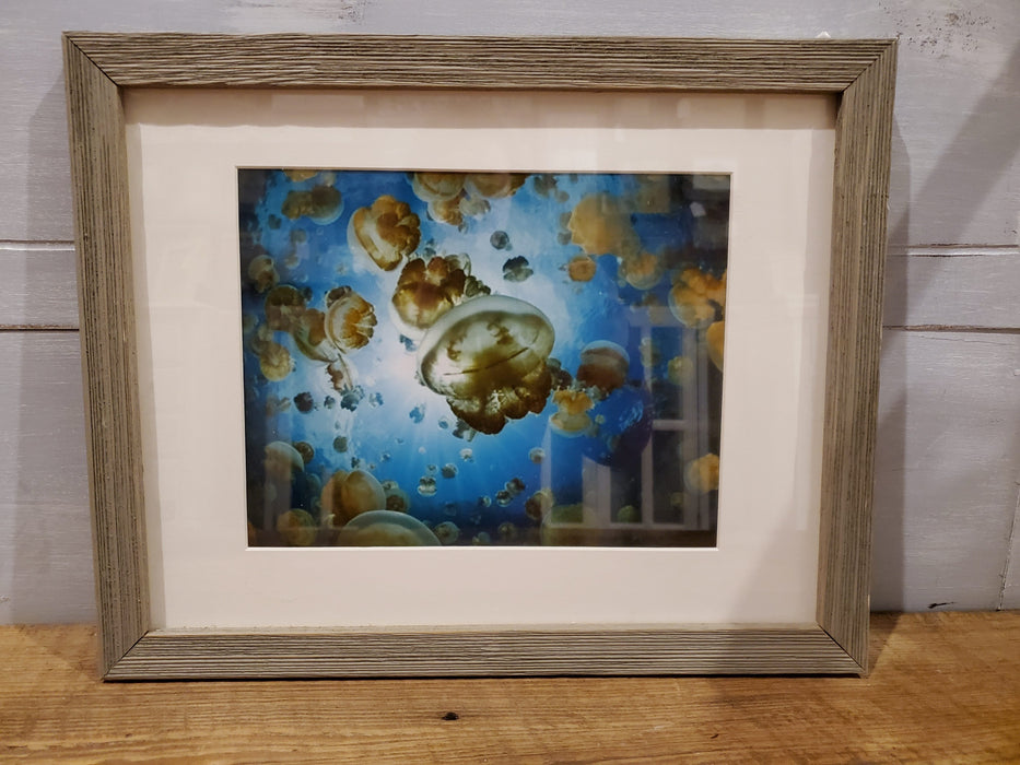 Framed Jellyfish Picture