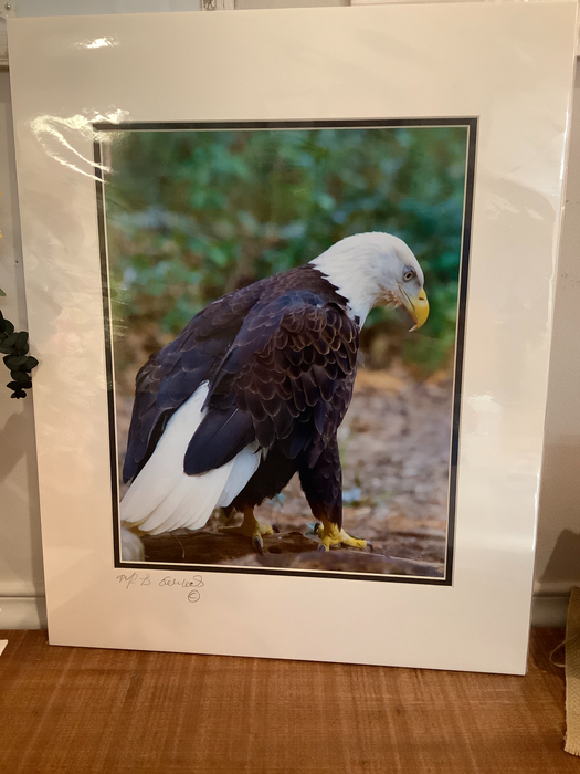 Bald eagle photograph