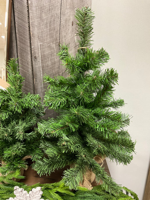 24" Canadian pine tree