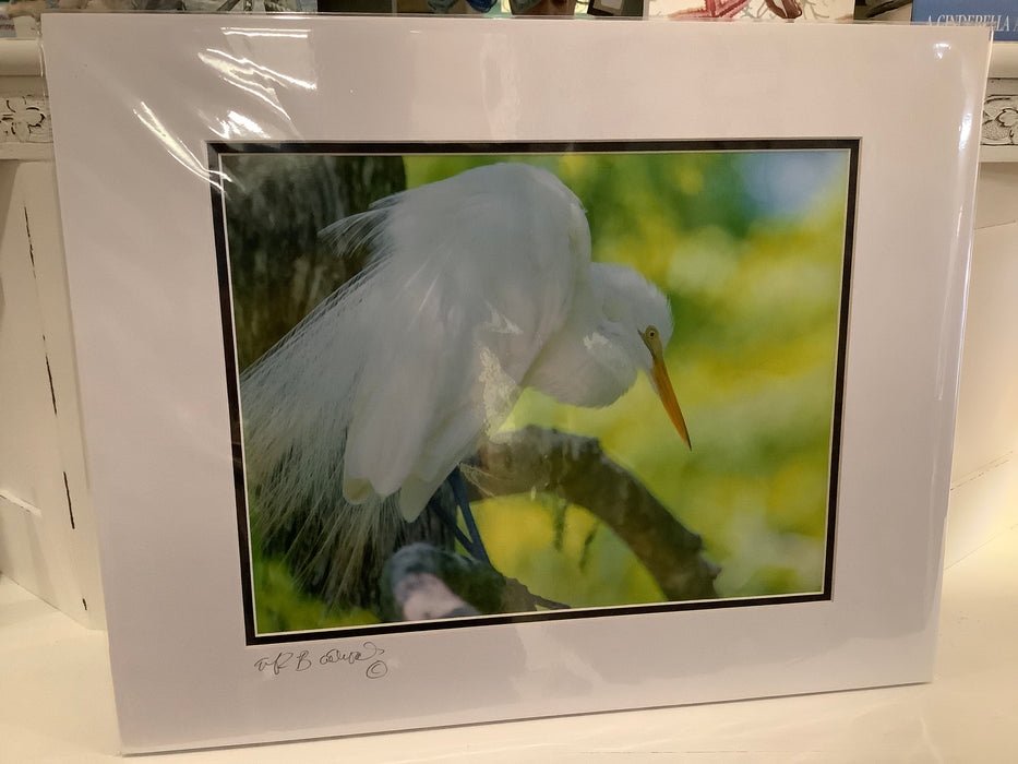 Single egret photograph