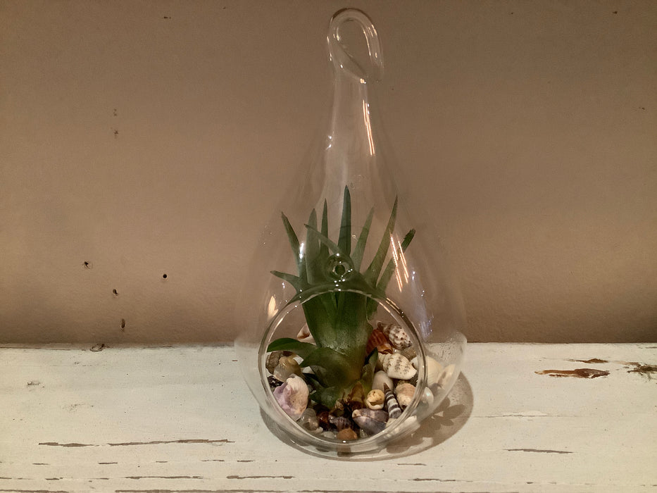 Tear drop terrarium with air plant