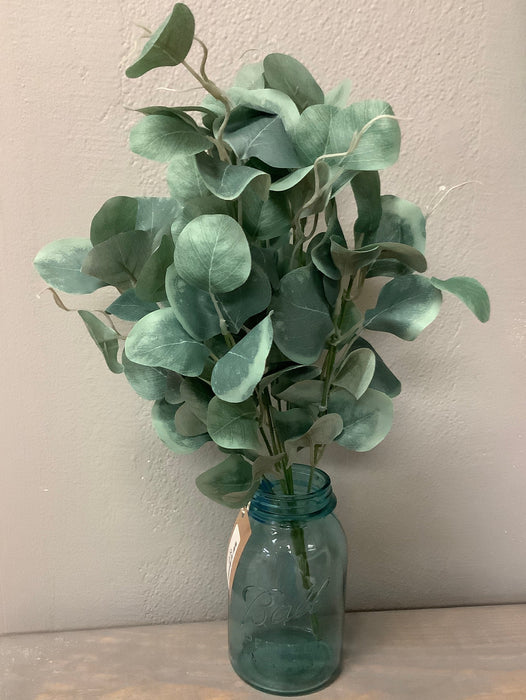 Silver dollar eucalyptus bush